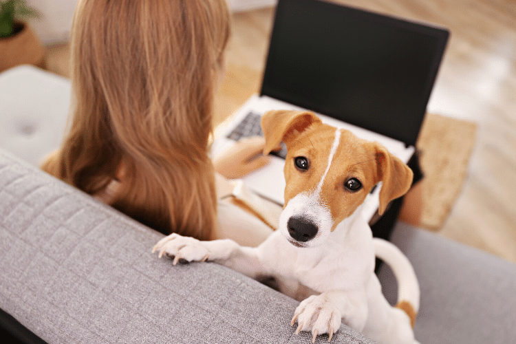 Remote Work How to Help Your Employees Work From Home OSG